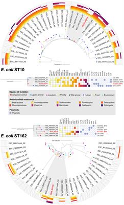 Pandemic one health clones of Escherichia coli and Klebsiella pneumoniae producing CTX-M-14, CTX-M-27, CTX-M-55 and CTX-M-65 ESβLs among companion animals in northern Ecuador